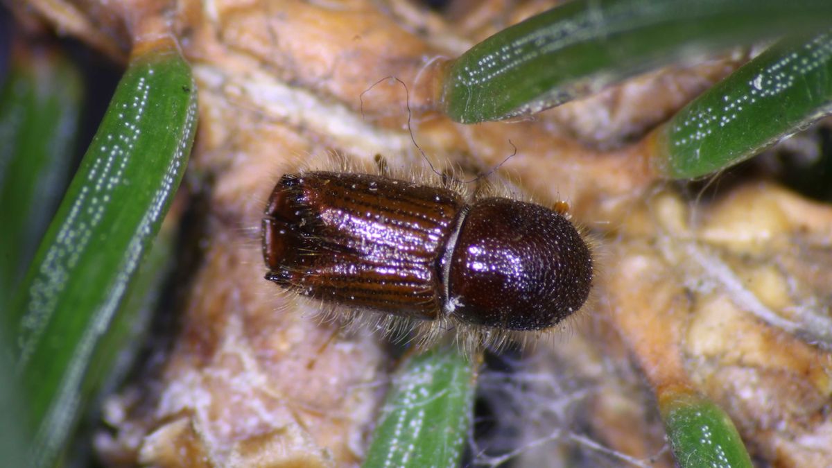 Entomolog: V jednom smrku může zimovat 75 tisíc kůrovců